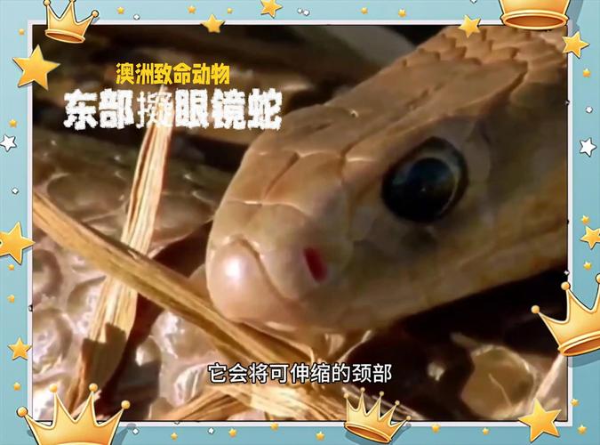 新澳2025正版免費資料和被蛇咬反抓蛇再遭咬与被蛇咬反抓蛇再遭咬伤